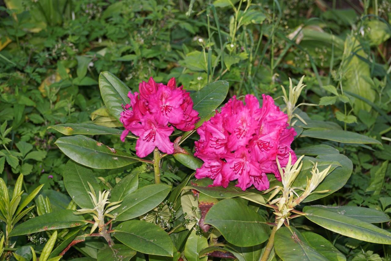 Zimmerberg *